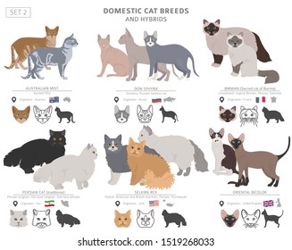 Domestic cat breeds and hybrids collection isolated on white. Flat style set. Different color and country of origin. Vector illustration