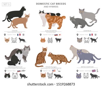 Domestic cat breeds and hybrids collection isolated on white. Flat style set. Different color and country of origin. Vector illustration