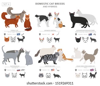 Domestic cat breeds and hybrids collection isolated on white. Flat style set. Different color and country of origin. Vector illustration