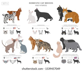 Domestic cat breeds and hybrids collection isolated on white. Flat style set. Different color and country of origin. Vector illustration