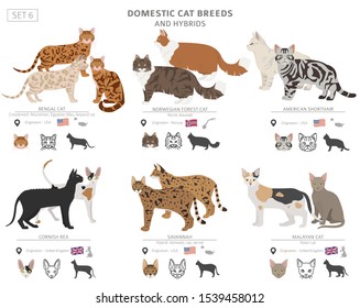 Domestic cat breeds and hybrids collection isolated on white. Flat style set. Different color and country of origin. Vector illustration