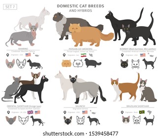 Domestic Cat Breeds Hybrids Collection Isolated Stock Vector (Royalty ...