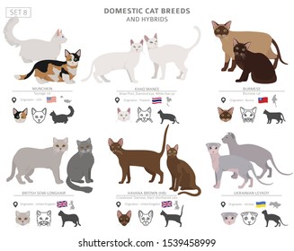 Domestic cat breeds and hybrids collection isolated on white. Flat style set. Different color and country of origin. Vector illustration