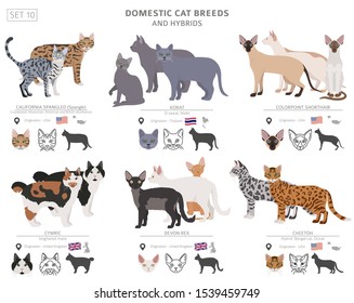 Domestic cat breeds and hybrids collection isolated on white. Flat style set. Different color and country of origin. Vector illustration