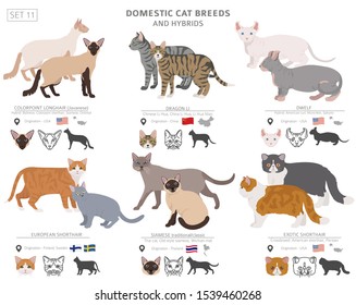 Domestic cat breeds and hybrids collection isolated on white. Flat style set. Different color and country of origin. Vector illustration