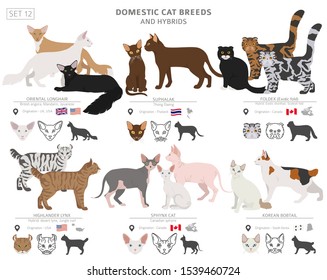 Domestic cat breeds and hybrids collection isolated on white. Flat style set. Different color and country of origin. Vector illustration