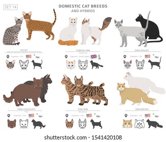 Domestic cat breeds and hybrids collection isolated on white. Flat style set. Different color and country of origin. Vector illustration