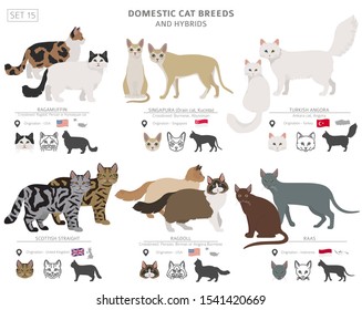 Las razas domésticas de gatos y los híbridos coleccionan aislados en blanco. Conjunto de estilo plano. Color y país de origen diferentes. Ilustración del vector