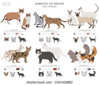 Domestic cat breeds and hybrids collection isolated on white. Flat style set. Different color and country of origin. Vector illustration