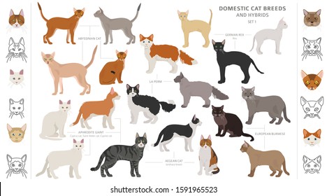 Domestic cat breeds and hybrids collection isolated on white. Flat style set. Different color and country of origin. Vector illustration