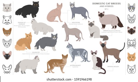 Domestic cat breeds and hybrids collection isolated on white. Flat style set. Different color and country of origin. Vector illustration