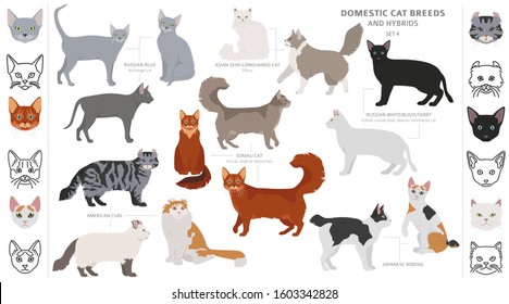 Domestic cat breeds and hybrids collection isolated on white. Flat style set. Different color and country of origin. Vector illustration