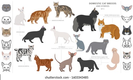 Domestic cat breeds and hybrids collection isolated on white. Flat style set. Different color and country of origin. Vector illustration