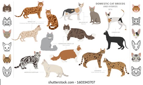 Domestic cat breeds and hybrids collection isolated on white. Flat style set. Different color and country of origin. Vector illustration