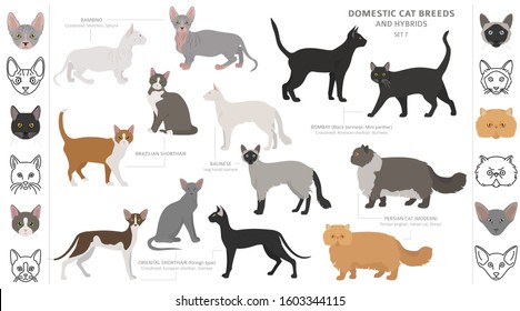 Domestic cat breeds and hybrids collection isolated on white. Flat style set. Different color and country of origin. Vector illustration