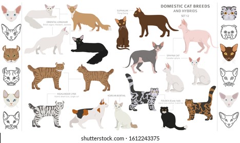 Domestic cat breeds and hybrids collection isolated on white. Flat style set. Different color and country of origin. Vector illustration