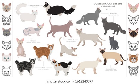 Domestic cat breeds and hybrids collection isolated on white. Flat style set. Different color and country of origin. Vector illustration