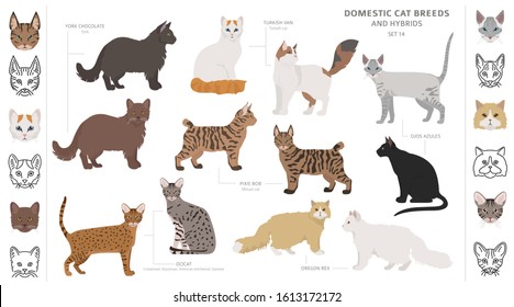 Domestic cat breeds and hybrids collection isolated on white. Flat style set. Different color and country of origin. Vector illustration