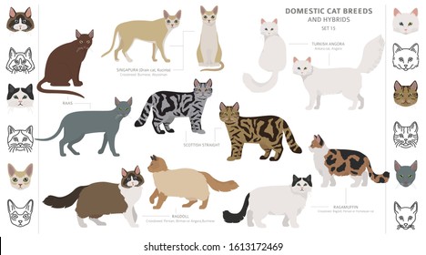 Domestic cat breeds and hybrids collection isolated on white. Flat style set. Different color and country of origin. Vector illustration