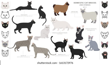 Domestic cat breeds and hybrids collection isolated on white. Flat style set. Different color and country of origin. Vector illustration