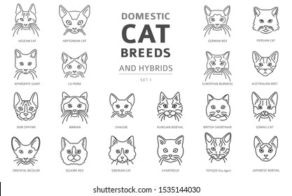 Domestic cat breeds and hybrids linear portraits collection isolated on white. Simple line cat`s head style set. Vector illustration