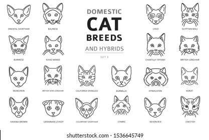 Domestic cat breeds and hybrids linear portraits collection isolated on white. Simple line cat`s head style set. Vector illustration