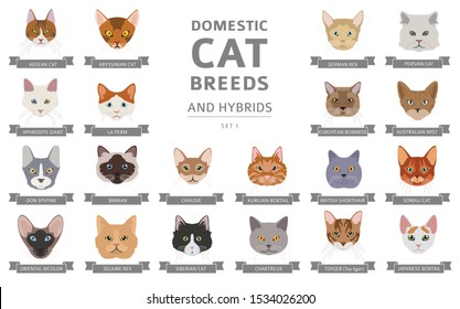 Domestic cat breeds and hybrids portraits collection isolated on white. Flat color cat`s head style set. Vector illustration