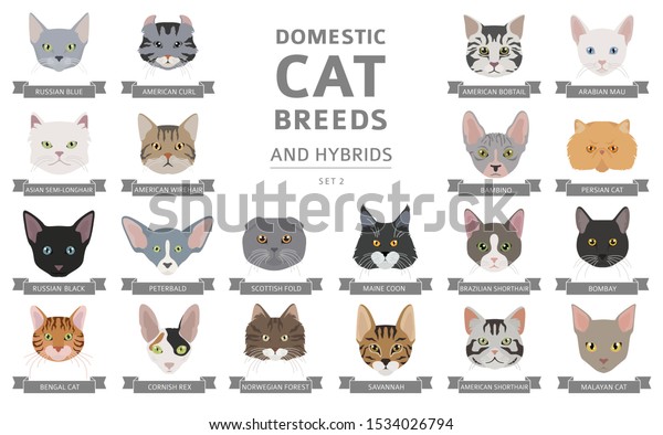 Domestic Cat Breeds Hybrids Portraits 