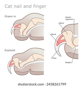 Domestic cat claw and finger anatomy vector illustration.