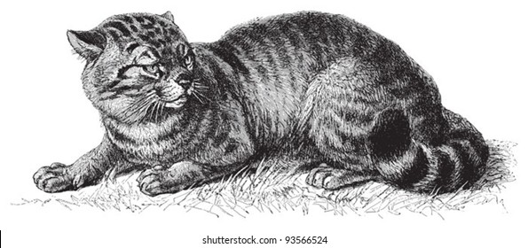 domestic cat (Felis catus) / vintage illustration from Meyers Konversations-Lexikon 1897