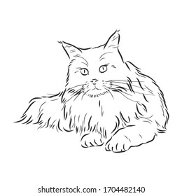 domestic cat, realistic vector sketch illustration, the sign of the cat