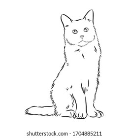 domestic cat, realistic vector sketch illustration, the sign of the cat