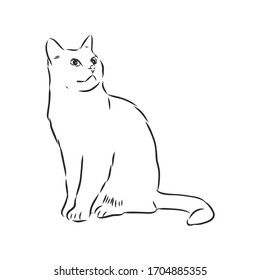 domestic cat, realistic vector sketch illustration, the sign of the cat