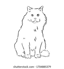 domestic cat, realistic vector sketch illustration, the sign of the cat
