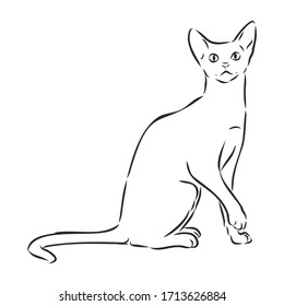 domestic cat, realistic vector sketch illustration, the sign of the cat