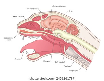 Ilustración vectorial de sección sagital de gato doméstico etiquetada. Ilustración interna del veterinario de la anatomía de la cabeza del gato.