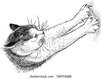 o gato doméstico afia garras