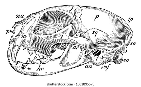 Domestic Cat Skull Most Common Member Stock Vector (royalty Free 