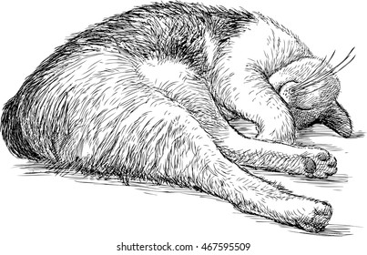 domestic cat sleeping