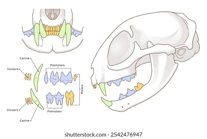 Domestic cat teeth anatomy illustration. Veterinary illustration. Domestic cat skull with various types of teeth, labeled and highlighted in different colors.