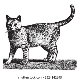 The domestic cat, vintage engraved illustration. From Deutch Vogel Teaching in Zoology.
