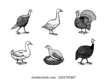 Domestic Chicken bird. Turkey, guinea fowl, goose, duck, quail. Hand drawn. Engraved Farm animal. Old monochrome sketch. Retro template.