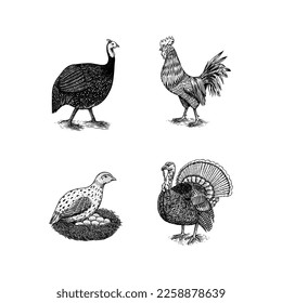 Domestic Chicken bird. Turkey, guinea fowl, goose, duck, quail. Hand drawn. Engraved Farm animal. Old monochrome sketch. Retro template.