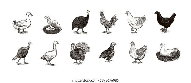 Domestic Chicken bird. Turkey guinea fowl goose duck quail. Hand drawn. Engraved Farm animal. Old monochrome sketch. Retro template.