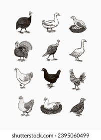 Domestic Chicken bird. Turkey guinea fowl goose duck quail. Hand drawn. Engraved Farm animal. Old monochrome sketch. Retro template.