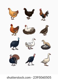 Domestic Chicken bird. Turkey guinea fowl goose duck quail. Hand drawn. Engraved Farm animal. Old monochrome sketch. Retro template.