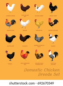 Domestic Chicken Breeds Set Cartoon Vector Illustration