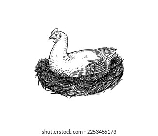 Domestic chicken and nest. Mother hen. Farm bird. Hand drawn. Engraved animal. Old monochrome sketch. Retro template.