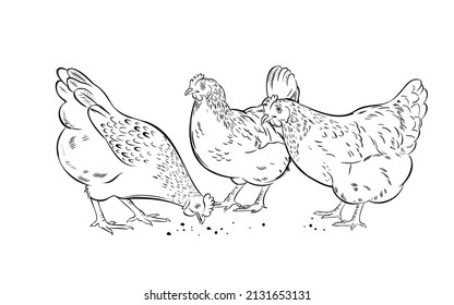 Domestic chickens peck at grain. Hand drawn vector illustration on white background