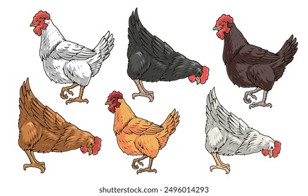 Domestic chickens set logotypes colorful with chickens walking sideways or pecking grain from ground raised on poultry farm vector illustration